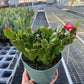 Christmas Cactus | Easy Care Holiday Plant | House Plant Shop