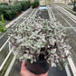 Tradescantia Callisia 'Pink Panther'