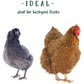 Poultry Nutri-Drench + Manna Pro Protector Spray Backyard Chicken Care Bundle