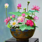 Baby's Breath, Sunflower, Cosmos, Daisy Four-season Seeds