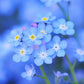Baby's Breath, Sunflower, Cosmos, Daisy Four-season Seeds