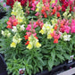 Baby's Breath, Sunflower, Cosmos, Daisy Four-season Seeds