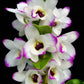 Orchid Stuff Plus Gift Card