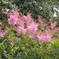 10 QUEEN Of THE PRAIRIE Pink Meadowsweet Filipendula Rubra Flower Seeds