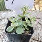 #7  Portulacaria afra Elephant Bush Variegated