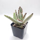 #70 Kalanchoe Panda Ears