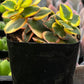 Crassula Sarmentosa
