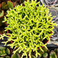Rhipsalis Cereuscula