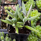 Senecio Radicans