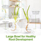 Plant Propagation Stations - Clear Glass Bud Vases (Set of 2)