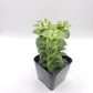 #72 Perforata Variegata