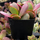 Crassula Platyphylla Pink Jade