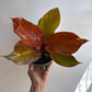Philodendron 'Prince of Orange'