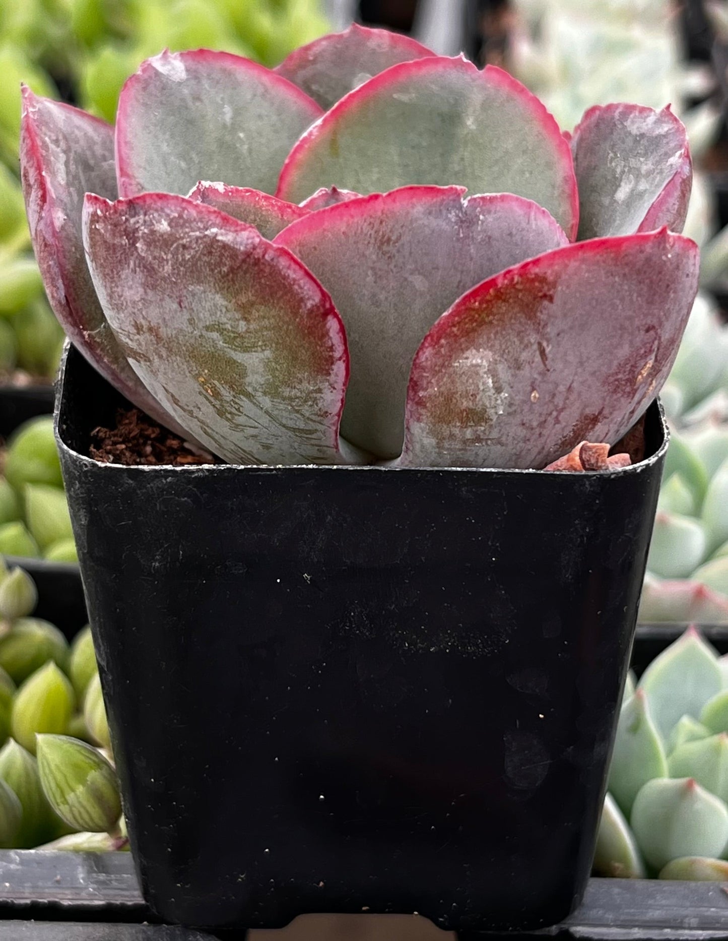 Echeveria Blue Sky