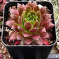 Hen & Chicks Gold Dust