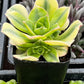 Aeonium Floresens