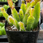 Rhipsalis Cereoides