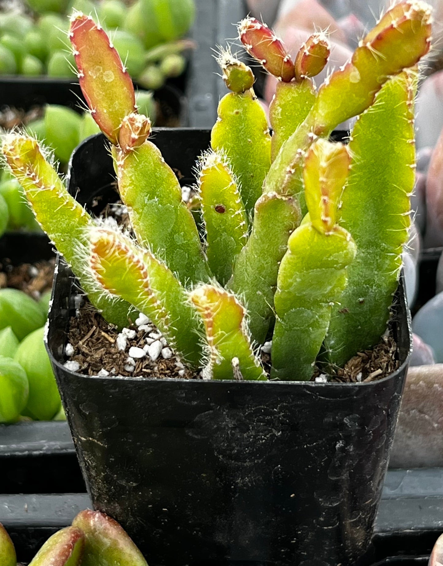 Rhipsalis Cereoides
