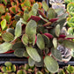 Crassula Pondo Cliff
