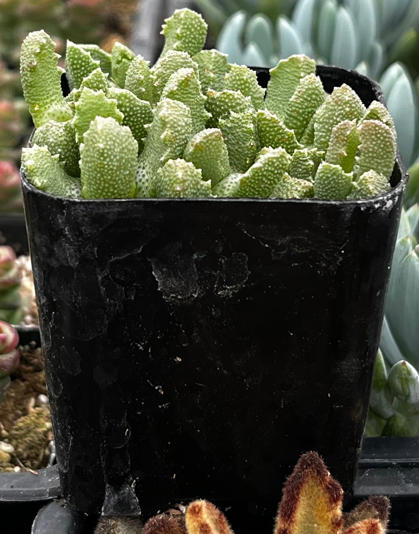 Aloinopsis Setifera