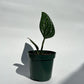 Monstera Peru
