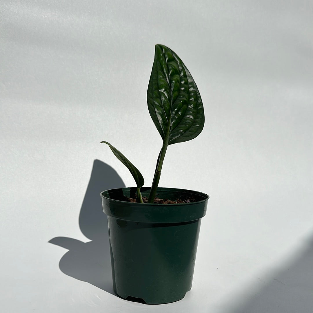 Monstera Peru