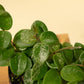 4" Hoya Mathilde Splash