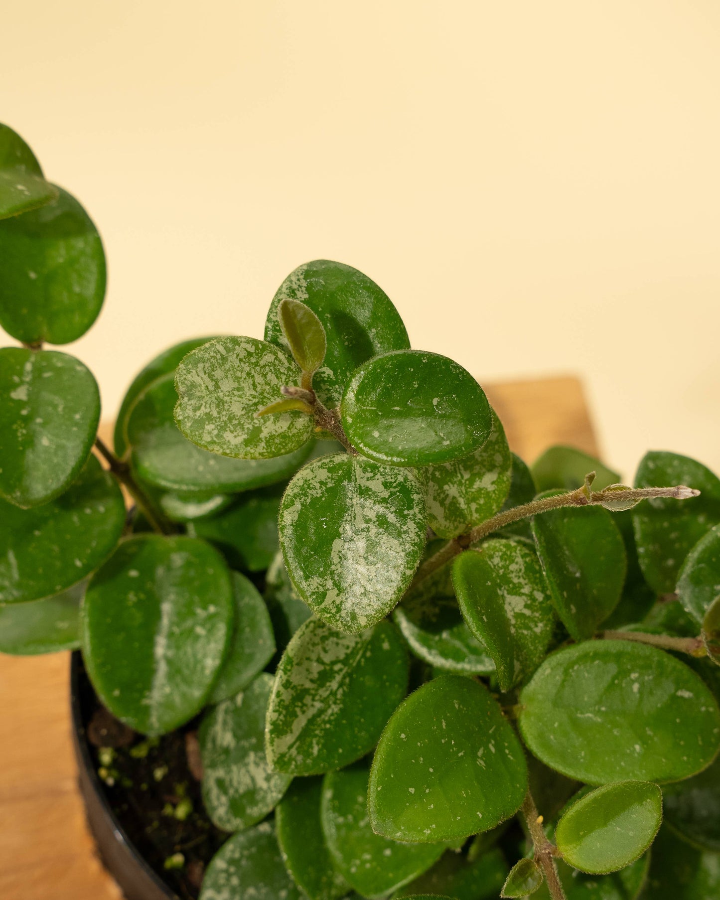 4" Hoya Mathilde Splash