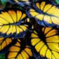 Sunburst Calathea Seeds – 25 Tropical Houseplant Seeds – USA Grown –  – Easy Care – Striking Foliage – Indoor Garden