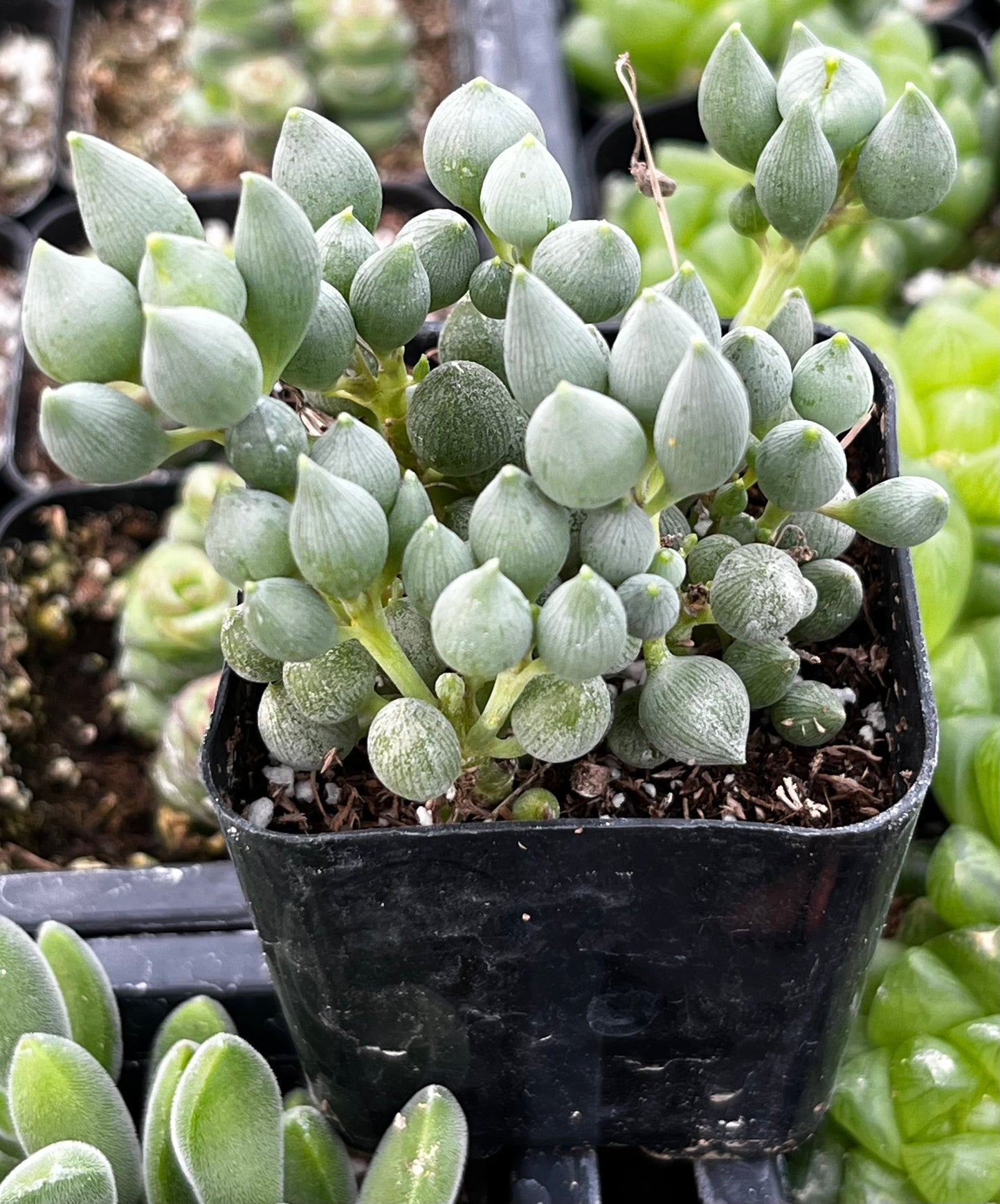String of Tears