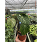 Philodendron 'Gloriosum'