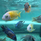 Taiwan Reef Cichlid (Protomelas sp. "Steveni Taiwan")