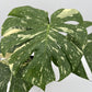 Monstera Thai Constellation