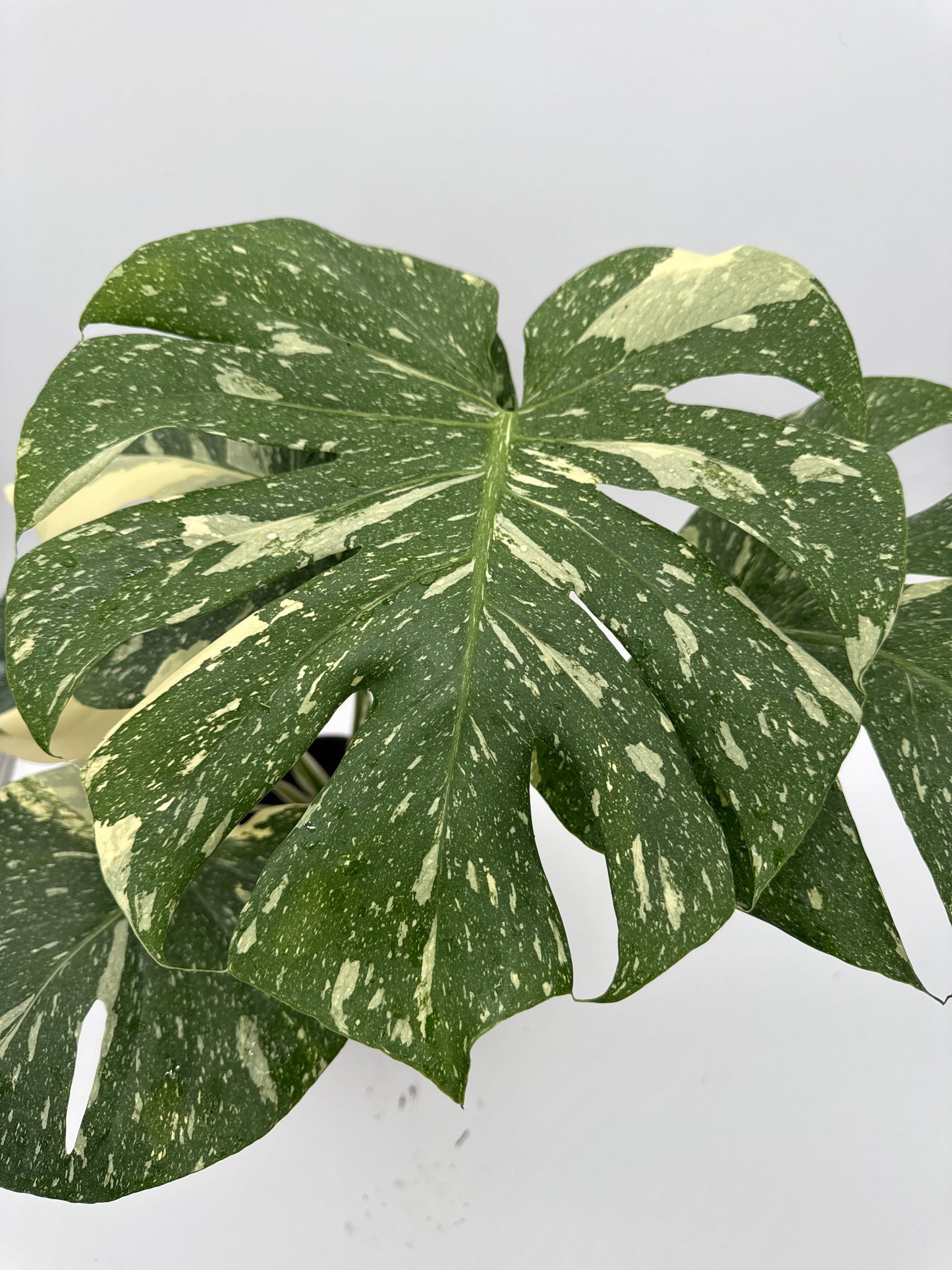 Monstera Thai Constellation