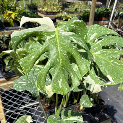Monstera Thai Constellation