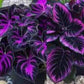 25+ Purple Tip Calathea Seeds – Tropical Foliage Plant for Indoor or Outdoor Growing, Beautiful Couture Leaves
