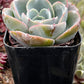 Echeveria Imbricata Hybrid