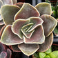 Echeveria Fireglow