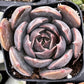 Echeveria Marrom