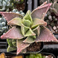 Faucaria Tigrina
