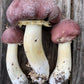 Wine Cap “Stropharia rugoso-anulata” Living Mulch