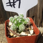 #7C Mammilaria Gracilis fragilis pencil eraser 2"