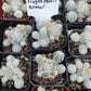 #7C Mammilaria Gracilis fragilis pencil eraser 2"