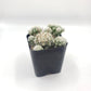 #7C Mammilaria Gracilis fragilis pencil eraser 2"