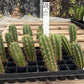 #EC225 Variety of Trichocereus Hybrid Cactus Bargain Potted Seedlings For Sale