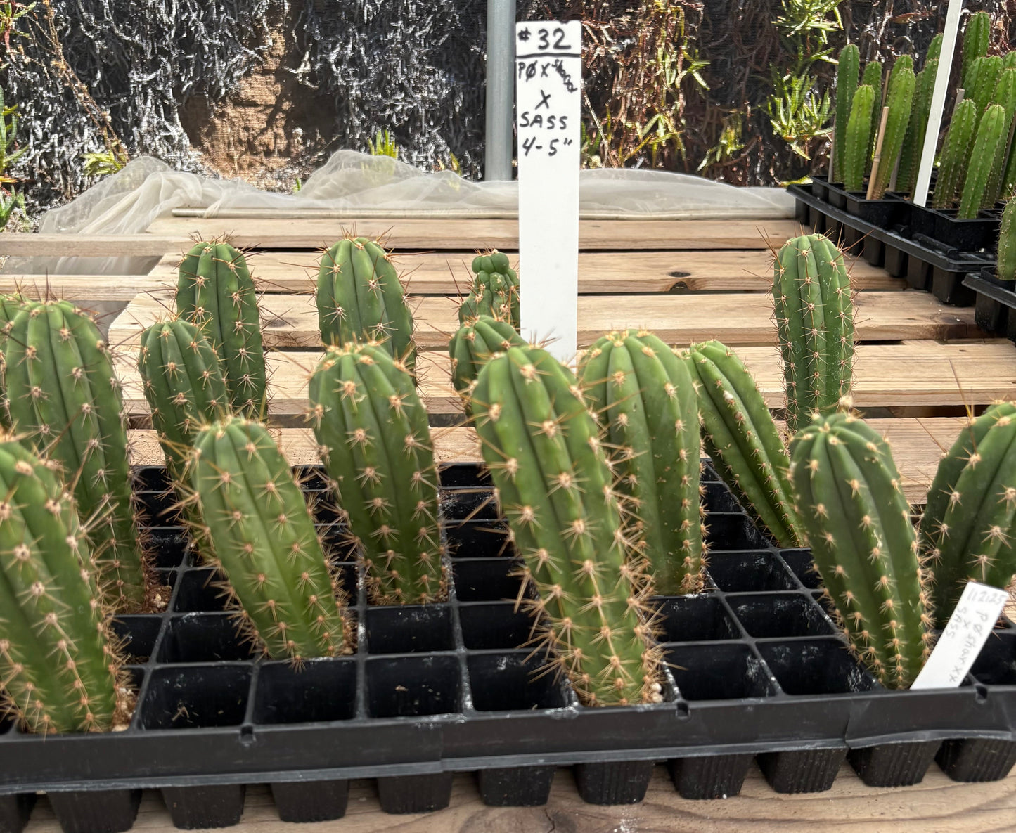 #EC225 Variety of Trichocereus Hybrid Cactus Bargain Potted Seedlings For Sale