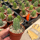 #EC67 EXACT Trichocereus Pachanoi "46"  in 6" container