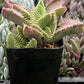 Faucaria Tigrina