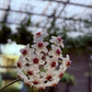 Hoya carnosa pink chart