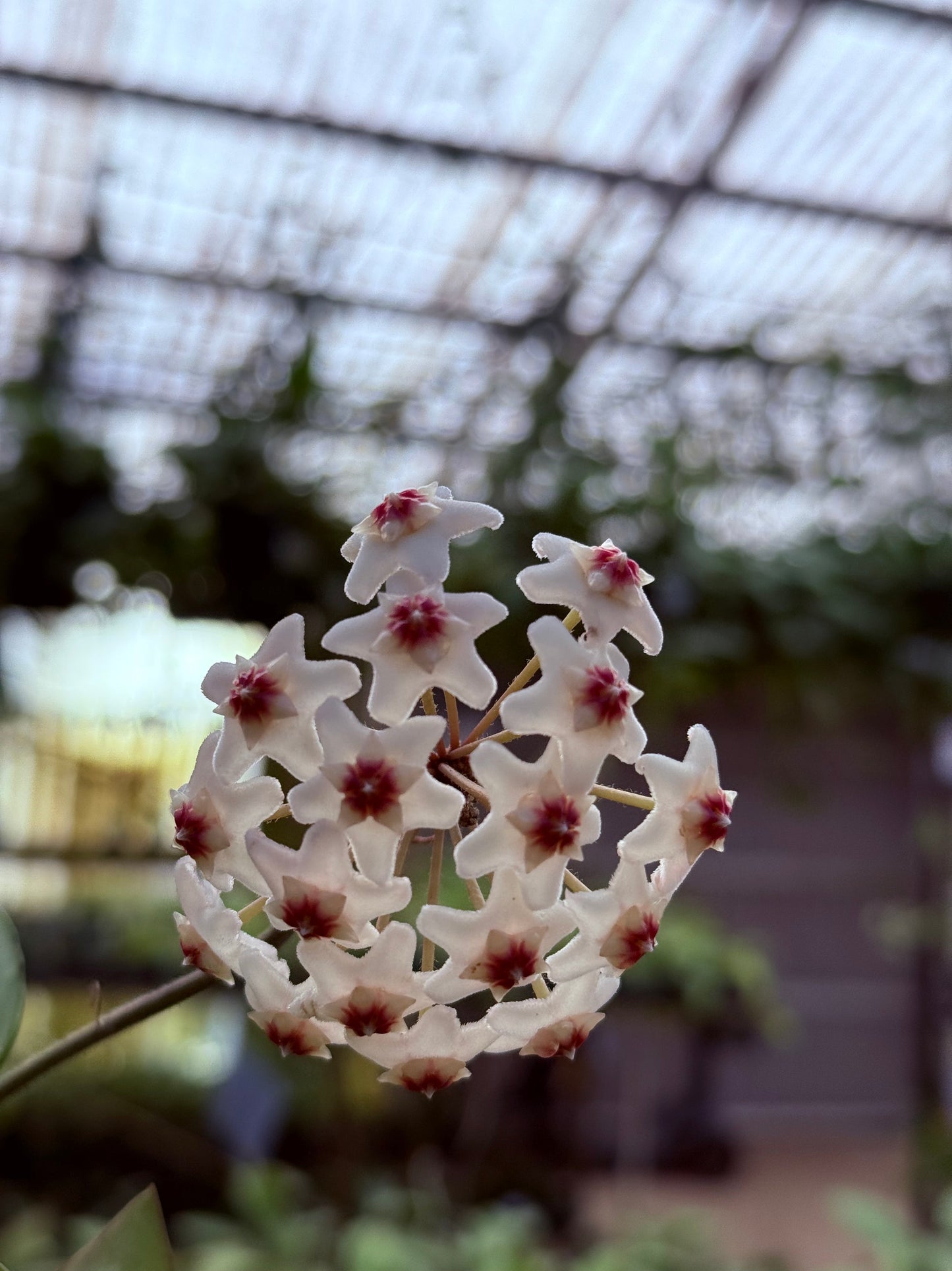 Hoya carnosa pink chart